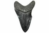 Serrated, Fossil Megalodon Tooth - South Carolina #328751-1